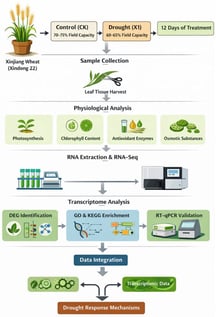Experimental design and integrated physiological and transcriptomic analysis workflow for drought stress in Xinjiang wheat (Xindong 22).