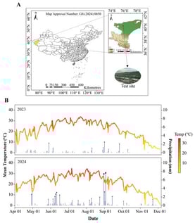 Overview of the experimental site in Yuepuhu County and related experimental data. (A) Geographical location of the experimental sites. (B) Temporal variations in air temperature and precipitation during the 2023–2024 study period (meteorological data, April–December). The size of the blue dots is positively correlated with the amount of precipitation (larger dots indicate higher precipitation).