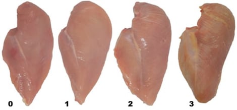 Visual scoring scale for white striping in broiler breast fillets where 0 = Normal, 1 = Moderate, 2 = Severe, and 3 = Extreme [45].