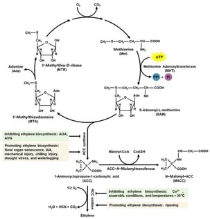Ethylene biosynthesis pathway and regulatory mechanisms. ACS: ACC synthase; ACO: ACC oxidase; AOA: aminooxyacetic acid; AVG: aminoethoxy vinyl glycine; IAA: indole-3-acetic acid. This figure outlines the central biosynthetic pathway for ethylene in plants. It depicts the key enzymatic steps from Met to ethylene and highlights the chemical and environmental factors that regulate each step. MAT first converts Met into SAM. ACS then converts SAM into ACC. Finally, ACO converts ACC into ethylene. The diagram further annotates the small molecule regulators, environmental cues and physiological processes that control each enzymatic step, providing a comprehensive schematic of the molecular mechanism and regulatory network of ethylene biosynthesis. This schematic was created by the authors based on current literature.