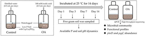 Flow chart of the experiment. Control: treatment without oxalic acid addition; OA: treatment with added oxalic acid.