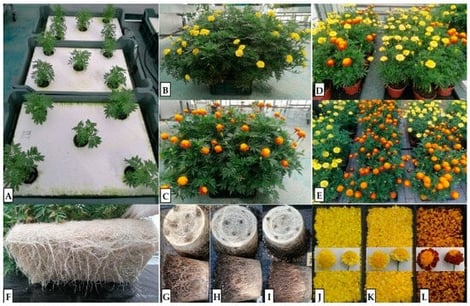 Overview of the experimental system, growing conditions and plant materials used for evaluating three Tagetes patula cultivars under different substrates. (A) Deep-water-culture (DWC) hydroponic system used during the early cultivation phase, with plants placed in smaller-volume units containing floating polystyrene boards and net pots. (B,C) Greenhouse-grown plants in the larger, 30 L hydroponic units at the third harvest (Tp2 yellow-flowered and Tp3 orange-flowered cultivars). (D) Greenhouse and (E) outdoor container-grown plants in peat-based and peat-free substrates at peak flowering. (F) Dense, fused root mass formed by five hydroponically grown Tp1 plants, illustrating the extensive root development characteristic of the DWC system. (G–I) Root systems of the Tp2 cultivar after harvest, grown in different field substrates: (G) peat, (H) peat-free 1 and (I) peat-free 2. (J–L) Freshly harvested inflorescences of the cultivars, showing differences in floral biomass and pigmentation. (K): Csemő’ (Tp1); (J):‘Robuszta kénsárga’ (Tp2); (L): ‘Orion’ (Tp3).