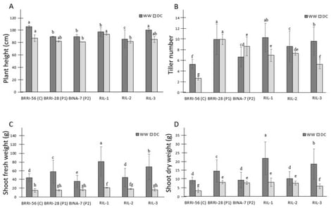 Morphological features of the genotypes under stress treatment; (A) plant height in cm, (B) tiller number, (C) shoot fresh weight in grams, and (D) shoot dry weight in grams. Error bars indicate the standard error of the mean values. Mean values were calculated from individual values of three plants per treatment and genotype (N = 3). WW: well-watered, DC: drought condition. Statistical significance was determined via one-way ANOVA. Mean separation was performed using the Least Significant Difference (LSD) test at 5% significance level. Bars sharing the same letter are not significantly different, whereas different letters indicate statistically significant differences between means at p < 0.05. The ANOVA is reported in Supplementary Table S7.