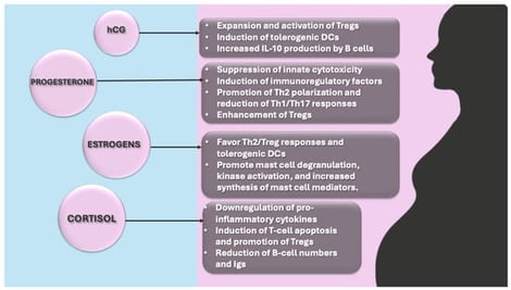 Prevalent immune–hormonal mechanisms influencing urticaria during pregnancy. Selected pregnancy-associated hormones produced by the placenta and the feto–maternal unit, including human chorionic gonadotropin, progesterone, estrogens, cortisol, and alpha-fetoprotein, modulate innate and adaptive immune responses at both systemic and local levels. These mediators promote a predominantly tolerogenic immune milieu characterized by a Th2/Treg bias, expansion of regulatory T cells (Treg), induction of tolerogenic dendritic cells (DCs), and modulation of B-cell function with reduced immunoglobulin (Igs) production. Concurrently, some hormonal signals may enhance mast cell reactivity, contributing to interindividual disease variability. The net impact on urticaria during pregnancy depends on the balance between immunoregulatory pathways and mast cell activation, as well as on the underlying disease endotype and the presence of comorbid atopy or autoimmunity. Abbreviations: Treg, regulatory T cells; DCs, dendritic cells; Igs, immunoglobulins; Th1, T helper type 1; Th2, T helper type 2.