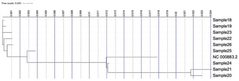 Phylogenetic tree of the nine clinical isolates and the reference Human Parvovirus B19 genome (NC_000883.2).