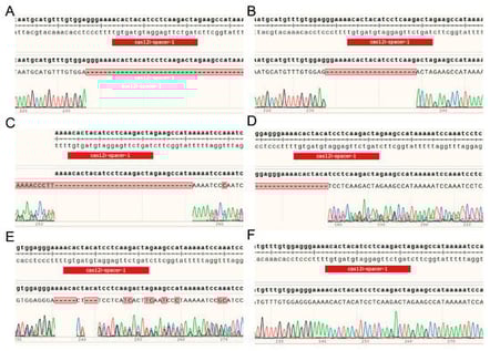 Sanger sequencing analysis of MSTN gene-editing outcomes. Sanger sequencing chromatograms of the MSTN target site from the five edited calves, illustrating different types of insertion/deletion (indel) mutations (A–E); a representative chromatogram from a wild-type calf, showing clean and single peaks across the target region (F). Different colored peaks represent the four nucleotides (A, T, C, and G).