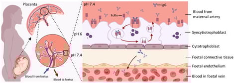 Key Features of Maternal–Foetal IgG Transfer via FcRn-Mediated Transcytosis. At the maternal–foetal interface, maternal IgG binds to FcRn expressed on the apical surface of SCT. The IgG–FcRn complex is internalised into endosomes, where acidic pH stabilises their interaction. This complex is then trafficked across the cell to the basal membrane. Upon exposure to physiological pH, IgG is released into the foetal stroma and subsequently enters the foetal circulation. After release, FcRn is recycled back to the apical membrane for reuse, enabling continuous transcytosis of maternal IgG during gestation. Created in https://www.BioRender.com.