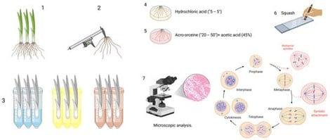 Sample processing. (1) Specimen selection, (2) root length measurement, (3) working groups, (4,5) sample processing (hydrochloric acid, aceto-orcine + acetic acid [45%]), (6) squash, and (7) microscopic analysis. Created in BioRender. Delgado, D. (2025) https://BioRender.com/6m8c9ch (accessed on 9 January 2026).