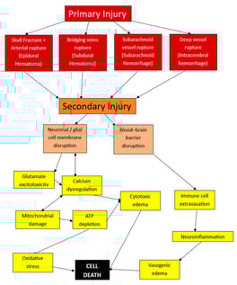 Schematic representation of TBI pathophysiology.