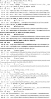 NNPP-predicted promoter/TSS locations and confidence scores within the 1 kb upstream promoter window for the 13 analyzed genes.