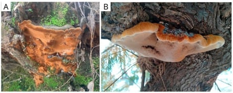 Fruiting bodies of (A) Fuscoporia torulosa and (B) Inocutis tamaricis, observed in natural conditions (original photography).