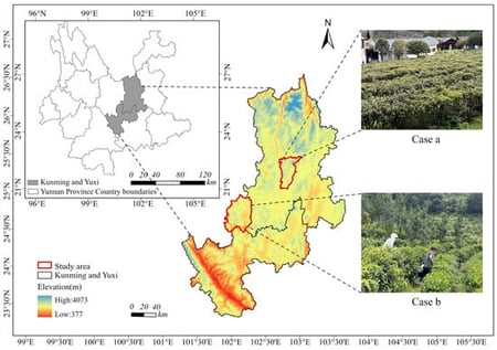 Study area and representative tea garden environments. The two sampling sites are (a) the Qizi Tea Plantation and (b) the Yunyi Chun Tea Plantation.