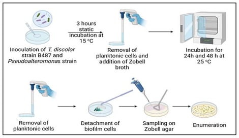 Graphic procedure for mono- and dual-species biofilm experiments. Biofilm cells were enumerated on Zobell agar plates (Lower part). Image created in Created in BioRender. SCHOINA, E. (2026) https://BioRender.com/mj23ujj, accessed on 28 December 2025.