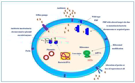 Generalized illustration of mechanisms involved in antimicrobial resistance.