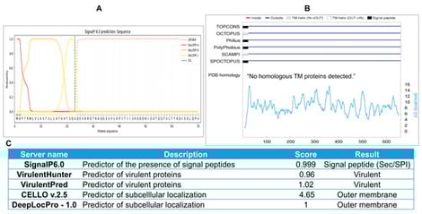 Comprehensive in silico analysis of Brucella FrpB. (A). SignalP 6.0 predicts a 23-amino acid signal peptide in FrpB, with Sec/SPI n, h, and c denoting the N-, H-, and C-regions of a classical Sec signal peptide (colored red, orange, and yellow, respectively), CS marking the predicted cleavage site (green dashed line), and the pink dashed line representing OTHER probability. (B). Membrane topology predictions of the FrpB sequence from multiple algorithms (TOPCONS, OCTOPUS, Philius, PolyPhobius, SCAMPI, and SPOCTOPUS) are shown. Red segments denote residues predicted to be inside, blue lines indicate residues predicted to be outside, gray boxes represent predicted transmembrane helices (orientation indicated by shading), and black boxes indicate a signal peptide. Small red N-terminal segments predicted by Octopus and SCAMPI (3 and 2 residues, respectively). PDB homology analysis detected no homologous transmembrane proteins. (C). Summary of in silico predictions for FrpB across multiple servers, highlighting signal peptide, virulence, and subcellular localization scores.