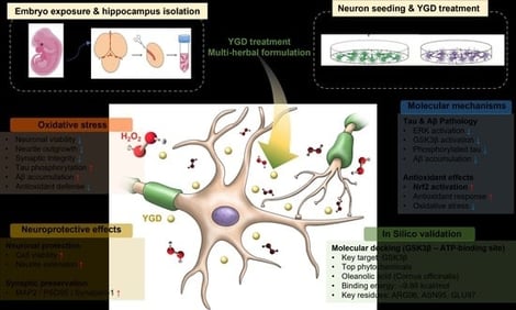 YGD enhances cell viability and provides neuroprotection to hippocampal neurons under H2O2-induced oxidative stress. (A) CCK assay results following the treatment of hippocampal neurons, cultured for 2 days, with YGD at concentrations of 1–100 μg/mL, either alone or in combination with H2O2, and analyzed on day 3. (B) CCK assay results for hippocampal neurons cultured for 14 days, treated with YGD at concentrations of 1–100 μg/mL, either alone or in combination with H2O2, and analyzed on day 15. (C) Representative images from the live/dead assay on day 3, where hippocampal neurons were cultured for 2 days and treated with optimal concentrations of YGD (10, 25, and 50 μg/mL) alongside the H2O2 and blank groups. The white scale bar represents 400 μm. (D) Quantitative analysis of the live/dead assay showing the dead cell intensity. (E) Quantitative analysis of the live/dead assay displaying the live/dead ratio. Data are presented as the mean ± standard deviation. Significant variations were evaluated using one-way analysis of variance (ANOVA) coupled with Tukey’s post hoc analysis. Significance levels are denoted as follows: #### p < 0.0001 compared with the blank group; * p < 0.05, ** p < 0.01, *** p < 0.001, and **** p <0.0001 compared with the H2O2 group.