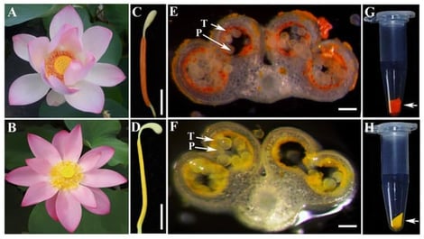 The phenotype of flower and anther of N. nucifera ‘Yindu Zhimi’. (A) The flower of N. nucifera ‘Yindu Zhimi’; (B) the flower of N. nucifera ‘Weishan Hong’; (C) individual stamen of N. nucifera ‘Yindu Zhimi’, consisting of an orange-reddish anther in the middle; (D) individual stamen of N. nucifera ‘Weishan Hong’, consisting of a yellowish anther in the middle; (E) the cross-section of the orange-reddish anther of N. nucifera ‘Yindu Zhimi’, with arrows indicating the tapetum and pollen, respectively; (F) the cross-section of the yellowish anther of N. nucifera ‘Weishan Hong’, with arrows indicating the tapetum and pollen, respectively; (G) the arrow indicates the mature orange-reddish pollen of N. nucifera ‘Yindu Zhimi’ in the tube; (H) the arrow indicates the mature yellowish pollen of N. nucifera ‘Weishan Hong’ in the tube. T, tapetum; P, pollen; bar = 50 mm in (C,D); bar = 100 μm in (E,F).