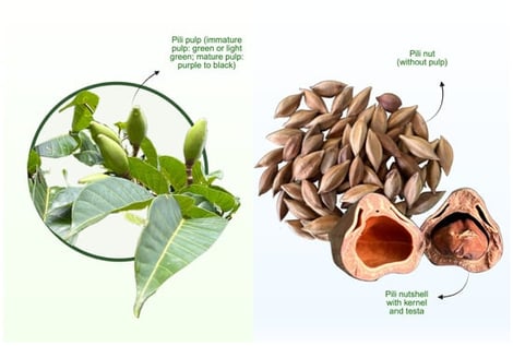 Pili fruit and pili shell obtained from Albay, Bicol, Philippines.