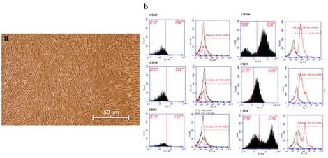 (a) Morphological features of isolated rat MSCs showing the typical spindle-shape and fibroblast-like structure of MSCs. (b) Flow cytometric analysis of isolated rat MSCs for mesenchymal surface markers (CD29, CD106, and CD44) and hematopoietic surface markers (CD14, CD34, and CD45); control unstained MSCs were used as negative controls, and the number of events was stopped at 10,000 counts.