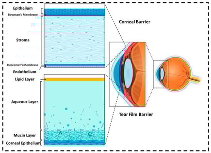 Barriers of the anterior segment of the eye (corneal and tear film barrier).