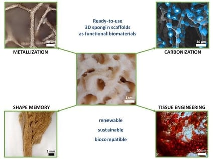 Synthetic sponges, in all their chemical diversity, are a product of engineering thought, inspired by the fundamental structural motif of the evolutionarily proven porous bioarchitecture of the skeletons of marine bath sponges.