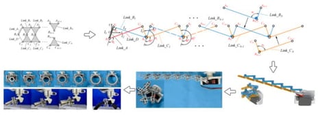 Trunk climbing and twining of vines.