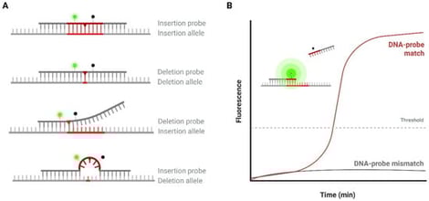 (A) Design of the InDel probes. InDel markers are highlighted in red. Each probe contains a tetrahydrofuran (THF) residue (red triangle), and is labelled with a FAM fluorophore (green) and a BHQ-1 quencher (black). Hybridization to the complementary allele in the presence of exonuclease III results in probe cleavage and fluorescence. Mismatched probes show reduced duplex stability and fluorescence intensity. (B) Illustration of a real-time RPA plot. Fluorescence is measured over time. Perfectly matched probes yield sigmoidal curves with higher endpoint values than mismatched probes.