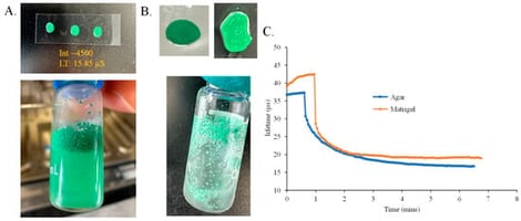 Photographs of the agarose (A) and Matrigel (B) based precursor cocktails and spotted scaffold coatings doped with sensor MPs. (C) Magnitude and time of the response to changes in O2 concentration from 2.0 kPa to 15.0 kPa for the two types of coatings. Lifetime profiles were recorded using FirestingO2 reader, at 20 °C.