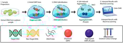 Schematic illustration of the AuNP-based biosensing platform integrated with machine learning for detection of the Cry1Ac gene specific to the MON87701 GM soybean event. The workflow includes (1) genomic DNA extraction from soybean samples, (2) dispersion of citrate-stabilized AuNPs functionalized with complementary DNA probes, (3) probe–target hybridization in the presence of Cry1Ac sequences, (4) NaCl-induced aggregation of AuNPs in the absence of complementary targets resulting in a red-to-purple color shift and corresponding spectral change, and (5) interpretation of colorimetric and spectral responses using SVM classifier for discrimination of GM and non-GM samples.