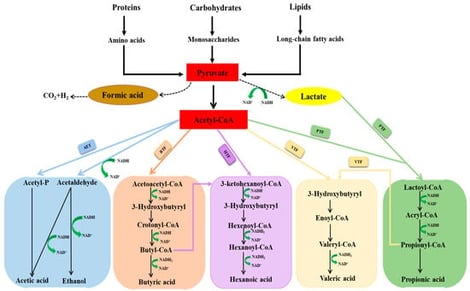 Schematic diagram of metabolic pathways involved in acidogenic fermentation (AET:—acetate-ethanol type fermentation; PTF: —propionate-type fermentation; BTF:—butyrate-type fermentation; VTF:—valerate-type fermentation; HTF:—hexanoate-type fermentation).