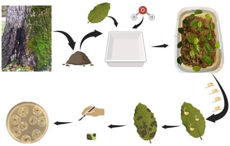Diagrammatic representation of soil baiting procedure. Soil collected at the base of a plant exhibiting exudate symptoms is placed in a container partially filled with sterile water. After an incubation period of 24–48 h, leaf bait from a known susceptible host plant (e.g., Viburnum tinus L., Quercus suber L., or Rosa chinensis Jacq.) is floated on the surface of the water. If motile zoospores are present, encystment and infection will occur on the abaxial leaf surface, resulting in the development of necrotic lesions. Once foliar symptoms become evident, the leaves are rinsed in sterile water, then small leaf sections are excised from the lesion margin (between necrotic and healthy tissue) and transferred onto a selective agar medium for isolation.