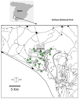 Location of the study area (Doñana National Park, SW, Spain). Green stars indicate the location of the 14 nests with radio-tagged nestlings in this study. Black dots indicate the bulk of the breeding Booted Eagle population.