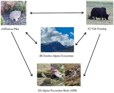 A schematic layout of the interactions studied: (A) plateau pikas as burrow engineers; (B) treeless alpine ecosystem as living habitat for species studied; (C) yak grazing as resource—modifying agents; (D) alpine passeridae bird species (White-rumped Snowfinch; Rufous-necked Snowfinch; Ground Tit) as mainly studied species. The arrow denotes the pathway that is impacted.