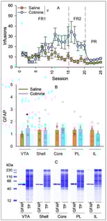 Effects of intravenous self-administration of saline (n = 10) or cotinine (n = 9) at 0.03 mg/kg/infusion on GFAP protein expression within key mesocorticolimbic regions. (A). Number of infusions per session during fixed ratio 1 (FR1), FR2, and progressive ratio (PR) schedules. Linear mixed-effects modeling: session: F24, 408 = 5.09, p < 0.001; drug: F1, 17 = 12.72, p = 0.002; session × drug: F24, 408 = 3.751, p < 0.001. # p < 0.01, significantly different between two groups. (B). GFAP expression in ventral tegmental area (VTA; saline: n = 9; cotinine: n = 8; t test: t15 = 2.753, p = 0.015), nucleus accumbens shell (saline: n = 10; cotinine: n = 9; t test: t17 = 0.096, p = 0.924) and core (saline: n = 10; cotinine: n = 9; Mann–Whitney U test: Z = 0.245, p = 0.806), and prelimbic (PL; saline: n = 9; cotinine: n = 7; Mann–Whitney U test: Z = 0.582, p = 0.560) and infralimbic (IL; saline: n = 8; cotinine: n = 7; t test: t13 = 1.351, p = 0.2) cortices. * p < 0.05, significantly greater than the saline group. (C). Representative Wes images of GFAP and total protein (TP) in each region. For each pair, the image to the left is for the saline group, and the image to the right is for the cotinine group.