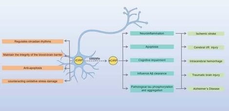 The intracellular protective role of CIRP in hypothermic brain protection. Intracellular CIRP expression is regulated by hypothermia, hypoxia, and oxidative stress. During CPB at 32 °C, hypothermia upregulates CIRP in brain tissue. CIRP downregulates TGF-β1 expression and maintains the integrity of the blood–brain barrier by inhibiting TGF-β1-mediated activation of MMP-9, thereby reducing pathologic deposition of extracellular matrix, which in turn decreases inflammatory cell infiltration and the release of TNF-α and MDA, ultimately attenuating neuronal injury. Furthermore, CIRP can mitigate brain injury by inhibiting neuronal apoptosis and counteracting oxidative stress damage through multiple pathways, thereby mitigating brain injury. TGF-β1: Transforming growth factor-β1; MMP-9: matrix metalloproteinase-9; TNF-α: tumor necrosis factor-α; MDA: malondialdehyde; HIF-1α: hypoxia-inducible factor-1α; MAM: mitochondria-associated endoplasmic reticulum membrane; IP3R: inositol 1,4,5-trisphosphate receptor; VDAC1: voltage-dependent anion channel 1; ROS: reactive oxygen species; ERK1/2: extracellular signal-regulated kinase; Akt: protein kinase B; TRX: thioredoxin.