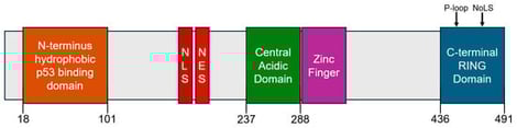 Illustration of different functional domains of mouse double minute 2 (MDM2) protein. From left to right, these include the N-terminus p53 binding domain, a nuclear localization sequence (NLS), a nuclear export sequence (NES), the central acidic domain, a Zinc finger domain, and the C-terminus RING domain containing a phosphate-binding loop (P-loop) and nucleolar localization sequence (NoLS). Domains of particular importance, including the N-terminus p53 binding domain (in orange), the central acidic domain (in green), and the C-terminus RING domain (in blue), are provided with their corresponding residue positions.