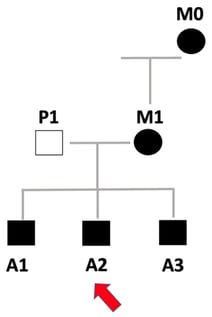 Pedigree of the family carrying the pathogenic PRKAG2 c.905G>A (p.Arg302Gln) variant. Squares indicate males, circles indicate females, slashed symbols indicate deceased individuals, and filled symbols represent clinically affected subjects. The proband (index case) is indicated by an arrow. The diagram shows clustering of affected individuals along the maternal lineage, consistent with an autosomal dominant inheritance pattern. A2: PROBAND (red arrow); M0: maternal grandmother, affected; M1: mother, affected; P1: father, unaffected; A1: first-born brother, affected; A3: third-born brother, affected.