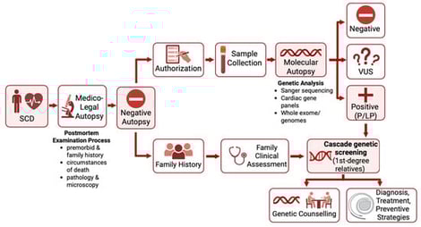 Post-mortem diagnostic pathway and familial evaluation after sudden arrhythmic death. This figure illustrates the diagnostic pathway following sudden cardiac death, integrating medico-legal autopsy findings with molecular autopsy, genetic analysis, and subsequent cascade screening of first-degree relatives.