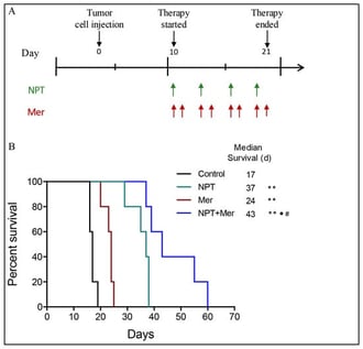 Survival analysis in MKN-45 cell-derived peritoneal dissemination xenografts established in female NOD/SCID mice. Ten days after tumor cell injection, mice were treated with nab-paclitaxel (10 mg/kg, twice weekly), merestinib (10 mg/kg, 5 days/week), or their combination for two weeks. (A) The upper panel illustrates the experimental design and the dosing schedule; arrows indicate days of drug administration. (B) The lower panel shows Kaplan–Meier survival curves from the start of treatment. Statistical differences in survival were calculated using the log-rank test. Significance levels are indicated as follows: control vs. treatment groups (** p < 0.01); nab-paclitaxel vs. combination therapy (• p < 0.05), merestinib vs. combination therapy (# p < 0.05).