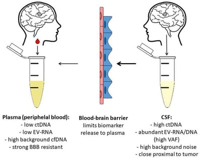 Relative abundance of tumor-derived biomarkers in plasma versus CSF in glioblastoma. CSF obtained intraoperatively from a subarachnoid leak contains higher level of tumor-derived material, including circulating tumor DNA (ctDNA), extracellular vesicles (EVs) and RNA, owing to its direct proximity to the tumor and minimal dilution. In contrast, plasma exhibits low biomarker abundance due to the substantial restrictions imposed by the blood-brain barrier (BBB) and the high background cell free DNA (cfDNA). This difference underpins the higher diagnostic sensitivity of CSF-based LB compared with peripheral blood-based liquid biopsy (LB). Plasma refers to peripheral blood-derived plasma and does not originate directly from the brain parenchyma. Colors differentiate plasma and CSF samples, while arrow thickness reflects the relative abundance of recoverable tumor-derived biomarkers.