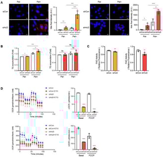 HuD preserves FAO and restrains lipid droplets under palmitate. N2a cells transfected with siRNAs (siCon or siHuD) or stable N2a cells expressing shRNAs (shCtrl or shHuD) were incubated with palmitate. (A) Cells were stained with 0.1 μM Nile Red to visualize lipid droplets (red) and counterstained with DAPI to label nuclei (blue). Fluorescence intensity of lipid droplets was quantified using ImageJ software. Scale bar, 10 µm. (B) Intracellular triglyceride (TG) levels were measured to assess lipid accumulation. (C) Cells were stained with FAOBlue and fluorescence was measured for each group. (D) Cells were pretreated with etomoxir and oxygen consumption rate (OCR) was measured using Seahorse XFe24 Extracellular Flux Analyzer; data were acquired and analyzed via the Wave software. ΔOCR was used to evaluate FAO-dependent respiration. Data represent mean ± SD from three independent experiments. Statistical significance was determined using Student’s t-test for (A–C) and one-way ANOVA with Tukey’s multiple comparisons test for (D); * p < 0.05; ** p < 0.01; *** p < 0.001; ****, p < 0.0001; ns, not significant.