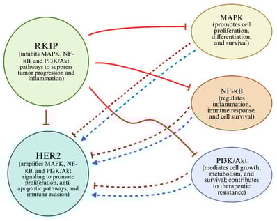 RKIP and HER2 cross-talk signaling. The MAPK, NF-κB, and Akt pathways regulated by HER2 expression are shown (⇢). RKIP blocks critical signaling pathways, such as the MAPK, NF-κB, and PI3K/Akt pathways () [144,145,146,147]. However, by inhibiting these signaling cascades, RKIP reduces HER2-related signaling [12,133,134,135,136]. This figure demonstrates the antagonistic relationship between RKIP and HER2 and the regulatory feedback loop they form. Additionally, it illustrates three common mechanisms by which RKIP and HER2 interact, influencing cancer treatment and HER2-mediated cell proliferation. Created with BioRender.com. Accessed on 1 November 2025.