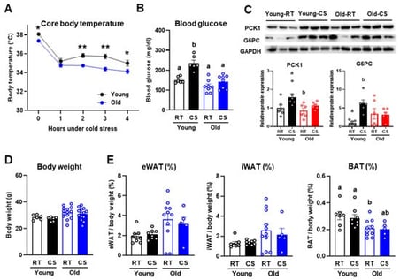 Old mice exhibit reduced thermogenic and glycemic response to cold stress. Young and old mice were either kept at room temperature (RT) or subjected to cold stress (CS) at 4 °C for 4 h. (A) Core body temperature measured during the 4-h cold exposure period at 4 °C; (B) Blood glucose (n = 6–8 mice/group); (C) Key liver enzymes: PCK1 and G6PC; (D) Body weight; (E) Percentages of epididymal, inguinal, and brown adipose tissues were measured. n = 5–14 mice/group, data are presented as mean ± SEM. * p < 0.05, ** p < 0.01, young vs. old. Statistical differences were assessed by independent t-test or two-way ANOVA followed by Tukey’s multiple comparisons test. Groups sharing the same letter are not significantly different, groups with different letters are significantly different (p < 0.05), and groups labeled “ab” do not differ significantly from groups labeled “a” or “b”.