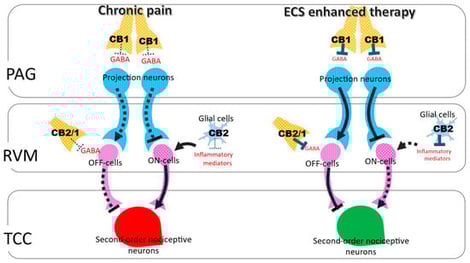 Endocannabinoid-enhanced regulation of the descending pain modulatory pathway. Left side (chronic pain state): Under chronic pain conditions, nociceptive input from trigeminal afferents is transmitted to second-order nociceptive neurons within the trigeminocervical complex (TCC; shown in red) and modulated by descending projections from the periaqueductal gray (PAG) to the rostral ventromedial medulla (RVM). Descending projection neurons within the PAG–RVM axis (shown in blue) regulate RVM circuitry, where pain-facilitating ON-cells and pain-inhibitory OFF-cells (shown in purple) exert bidirectional control over trigeminovascular nociceptive transmission. CB1 and CB2 receptors expressed within the PAG and RVM (shown in yellow) are present but insufficiently engaged due to reduced or dysregulated endocannabinoid tone. Consequently, insufficient CB1 signaling allows persistent GABAergic inhibition of PAG projection neurons, reducing RVM OFF-cell activity and favoring ON-cell–mediated facilitation. This imbalance permits sustained excitation of second-order nociceptive neurons in the TCC, promoting central sensitization and persistent headache pain. Right side (ECS-enhanced descending inhibition): Pharmacological enhancement of endocannabinoid signaling strengthens descending pain control. Inhibition of endocannabinoid hydrolytic and metabolic enzymes FAAH, MAGL, or COX-2 via substrate-selective inhibition elevates AEA and 2-AG levels. Enhanced activation of CB1 and CB2 receptors within the PAG and RVM reduces excessive GABAergic inhibition of descending projection neurons, thereby increasing descending output to the RVM. This enhanced ECS signaling shifts RVM activity toward OFF-cell activation and suppression of ON-cell firing, resulting in effective inhibition of second-order nociceptive neurons within the TCC. In parallel, CB2 receptor activation on microglia and immune cells attenuates neuroinflammatory signaling. Together, coordinated CB1- and CB2-mediated actions restore descending inhibitory tone and highlight ECS enhancement as a therapeutic strategy for chronic headache and post-traumatic headache disorders.
