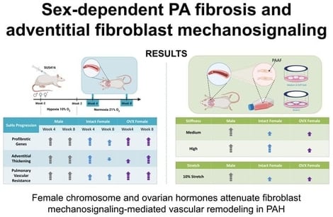 Mean pulmonary artery pressure (A) and pulmonary vascular resistance (B) indicate significant vascular remodeling in SuHx animals relative to normotensive controls. Measurements were taken in normotensive (control, striped) and hypertensive (SuHx, solid) male (grey), intact female (blue), and OVX female (purple) rats. The most pronounced changes were observed at 4 weeks following SuHx induction. Data are shown as mean ± standard error. Individual points denote biological replicates. *** p < 0.001, **** p < 0.0001 indicates a significant difference between disease groups; # p < 0.05 indicates a significant difference between sex groups detected by Tukey HSD post hoc comparisons; ns = not significant.