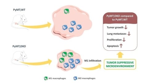 Expression of stefin B and cystatin C, and cysteine cathepsin activity, in PyMT mammary tumors of different genotypes. (A) Western blot for stefin B (StfB) in mammary tumors from wild-type (PyMT;WT; n = 3), stefin B knockout (PyMT;StfB−/−; n = 3), cystatin C knockout (PyMT;CstC−/−; n = 3), and double-knockout (PyMT;DKO; n = 3) mice at 14 weeks of age. StfB is absent in PyMT;StfB−/− and PyMT;DKO tumors, confirming successful knockout. β-actin was used as a loading control. (B) Western blot for cystatin C (CstC) in the same tumor samples. CstC is absent in PyMT;CstC−/− and PyMT;DKO tumors, verifying successful knockout. β-actin was used as a loading control. (C) Relative cathepsin activity determined in homogenates of PyMT tumors (PyMT;WT, n = 4; PyMT;DKO, n = 3). Data represent biological replicates from independent tumors derived from different mice. Activity was measured as Z-Phe-Arg-AMC hydrolysis in the presence or absence of E64. Differences were analyzed using Student’s t-test. (D) Relative cathepsin activity determined in cell culture medium of primary tumor cells (PyMT;WT, n = 3; PyMT;DKO, n = 3). Data represent biological replicates from independent primary tumor cell isolates derived from different mice. Activity was measured as Z-Phe-Arg-AMC hydrolysis in the presence or absence of E64. Differences between groups were analyzed using Student’s t-test.