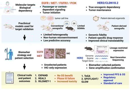 Conceptual framework illustrating determinants of successful versus failed translational targeting in gastric cancer. Schematic comparison of successful (right) and unsuccessful (left) bench-to-bedside translation pathways. Targeted therapies against EGFR, MET, FGFR2, and PI3K showed efficacy in conventional animal models but failed in clinical trials due to passenger signaling, compensatory pathways, and inadequate biomarker selection. In contrast, HER2 and CLDN18.2 represent true tumor maintenance dependencies validated using patient-relevant models, enabling successful clinical translation and regulatory approval. This figure was created in BioRender.