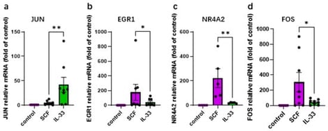 SCF and IL-33 elicit distinct IEG profiles in human skin MCs. Cells were stimulated with SCF (100 ng/mL) or IL-33 (20 ng/mL) for 30 min; RT-qPCR was used to quantify gene expression (normalized to housekeeping genes, as described in Methods). Results are expressed relative to the unstimulated control set as 1 and given as mean ± SEM and individual dots (each dot corresponding to a different skin MC culture). (a) JUN, (b) EGR1, (c) NR4A2, (d) FOS. * p < 0.05; ** p < 0.01. The figures were created using GraphPad Prism 10.4.2 (GraphPad Software, La Jolla, CA, USA, accessed on 23 February 2026).
