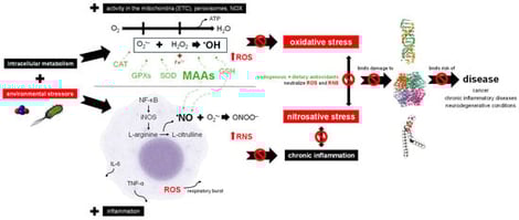 Impact of red seaweed-derived MAAs on redox balance and disease risk. The scheme provides a simplified representation of the complex processes and mediators involved. Environmental stressors include α-particles emitted during radon (Rn) decay and Escherichia coli. Mitochondria, through electron transport chain (ETC), generate reactive oxygen species (ROS) as they reduce O2 to H2O while producing energy in the form of ATP [21,22]. Although mitochondria are a major source, ROS are also produced in peroxisomes and by cytoplasmatic enzymes like NOX. Environmental stressors further exacerbate ROS formation. Key ROS include the superoxide radical (O2•−), hydrogen peroxide (H2O2) and the hydroxyl radical (•OH). The latter is formed through the Haber–Weiss reaction (interaction of O2•− with H2O2) and the Fenton reaction mediated by heavy metals such as Fe2+ [23,24]. When endogenous enzymatic (e.g., superoxide dismutase (SOD), catalase (CAT), glutathione peroxidases (GPXs)) and non-enzymatic antioxidants (e.g., glutathione (GSH)) are supported with the neutralizing capacity of dietary antioxidants like MAAs, the capability of the organism to prevent oxidative stress increases [21,25,26]. As ROS and environmental stressors activate macrophages though the nuclear factor kappa B (NF-κB) signaling pathway, inflammation occurs [27]. NF-κB upregulates inducible nitric oxide synthase (iNOS), catalyzing the conversion of L-arginine into L-citrulline and releasing nitric oxide (NO). This process generates further reactive nitrogen species (RNS), such as peroxynitrite (ONOO−). Simultaneously, pro-inflammatory cytokines, including tumor necrosis factor-alpha (TNF-α) and interleukin-6 (IL-6) are secreted [6,27]. Macrophages also contribute to ROS production via NOX during respiratory bursts [20]. However, the broad arsenal of antioxidants can neutralize excessive levels of ROS and RNS through antioxidant and anti-inflammatory actions, thereby preventing chronic inflammation and the intertwined effects of oxidative and nitrosative stress, which would otherwise reinforce each other in a vicious cycle, leading to progressive damage to biomolecules [20,27,28,29,30]. Consequently, these compounds may ultimately contribute to a reduced risk of associated disease development and/or progression [21]. Abbreviations: ETC, electron transport chain; NOX, nicotinamide adenine dinucleotide phosphate oxidases; ATP, adenosine triphosphate; ROS, reactive oxygen species; O2•−, superoxide radical; H2O2, hydrogen peroxide; •OH, hydroxyl radical; SOD, superoxide dismutase; CAT, catalase; GPXs, glutathione peroxidases; MAAs, mycosporine-like amino acids; GSH, glutathione; NF-κB, nuclear factor kappa B; iNOS, inducible nitric oxide synthase; NO, nitric oxide; RNS, reactive nitrogen species; ONOO−, peroxynitrite; TNF-α, tumor necrosis factor-alpha; IL-6, interleukin-6.