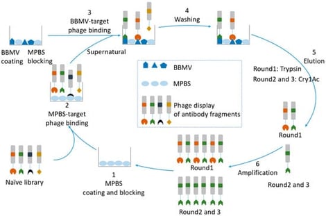 Schematic of the panning process for selecting BBMVs-targeted human domain antibodies. The procedure consisted of the following key steps: (1–2) Pre-clearance by removing phages binding to 5% (w/v) MPBS; (3–4) Washing to remove non-specifically bound phages; (5) Elution of phages specifically bound to BBMVs; (6) Amplification of the eluted phage pool for subsequent rounds of selection or analysis.